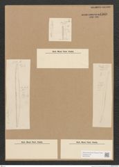 Diatomeae indet. Zeichnungen Sammlung Grunow Nr. 4509 (NHMW-BOT-W0372478)